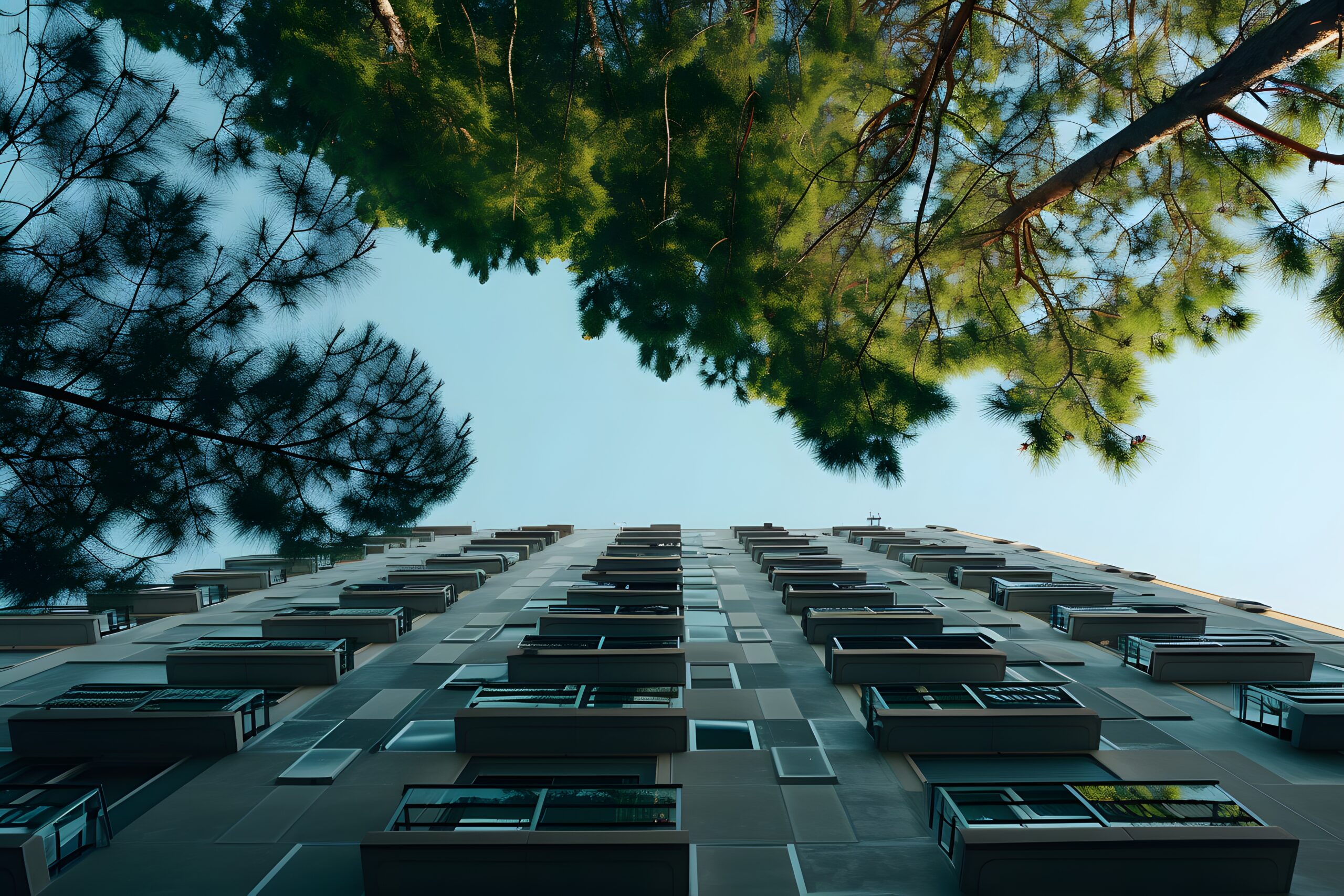 Low Angle Perspective Tree With Beautiful Canopy