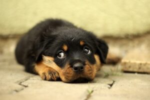 Rottweiler 869018